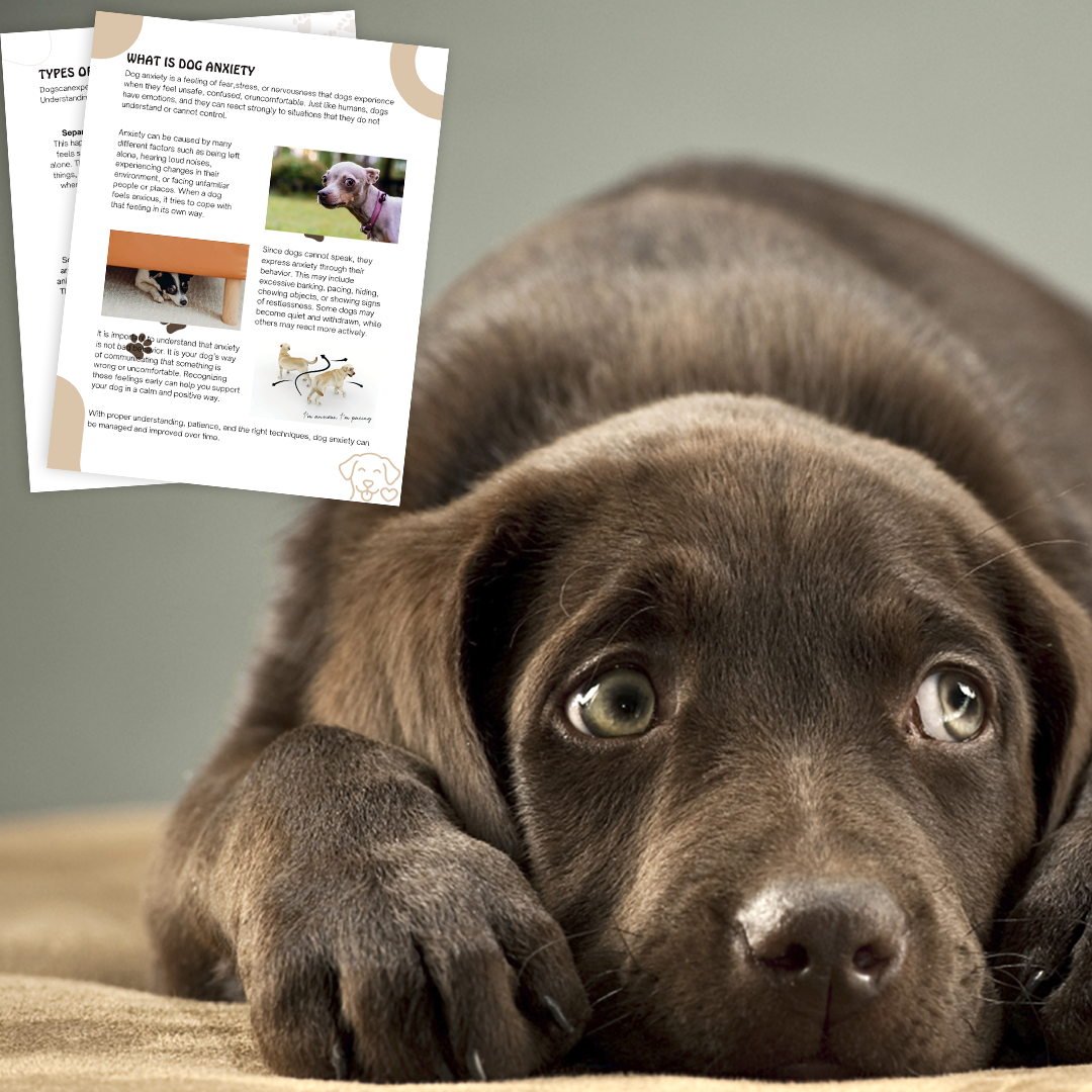 Dog Anxiety Mystery Bundle