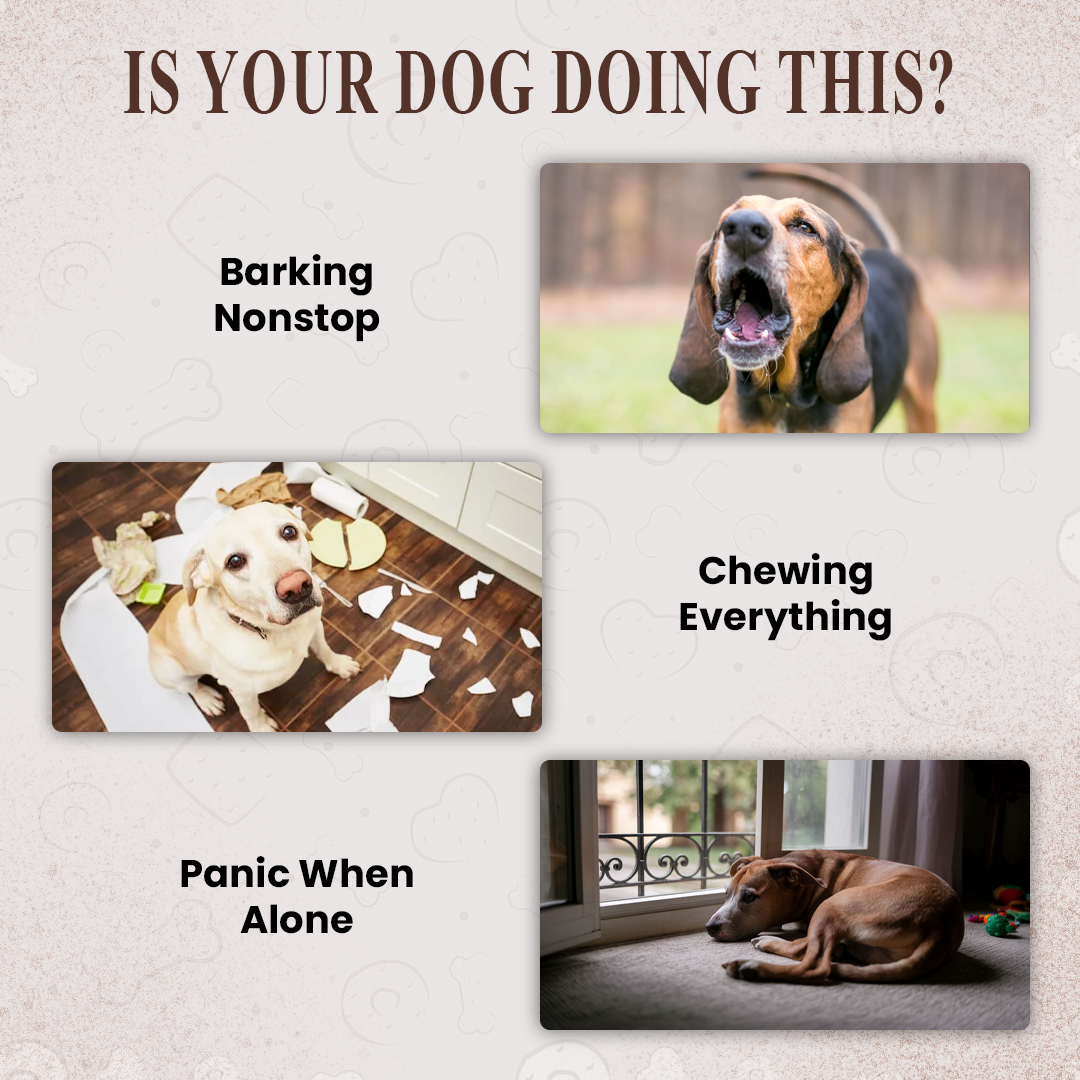 Dog Anxiety Relief System