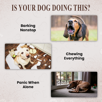 Dog Anxiety Relief System
