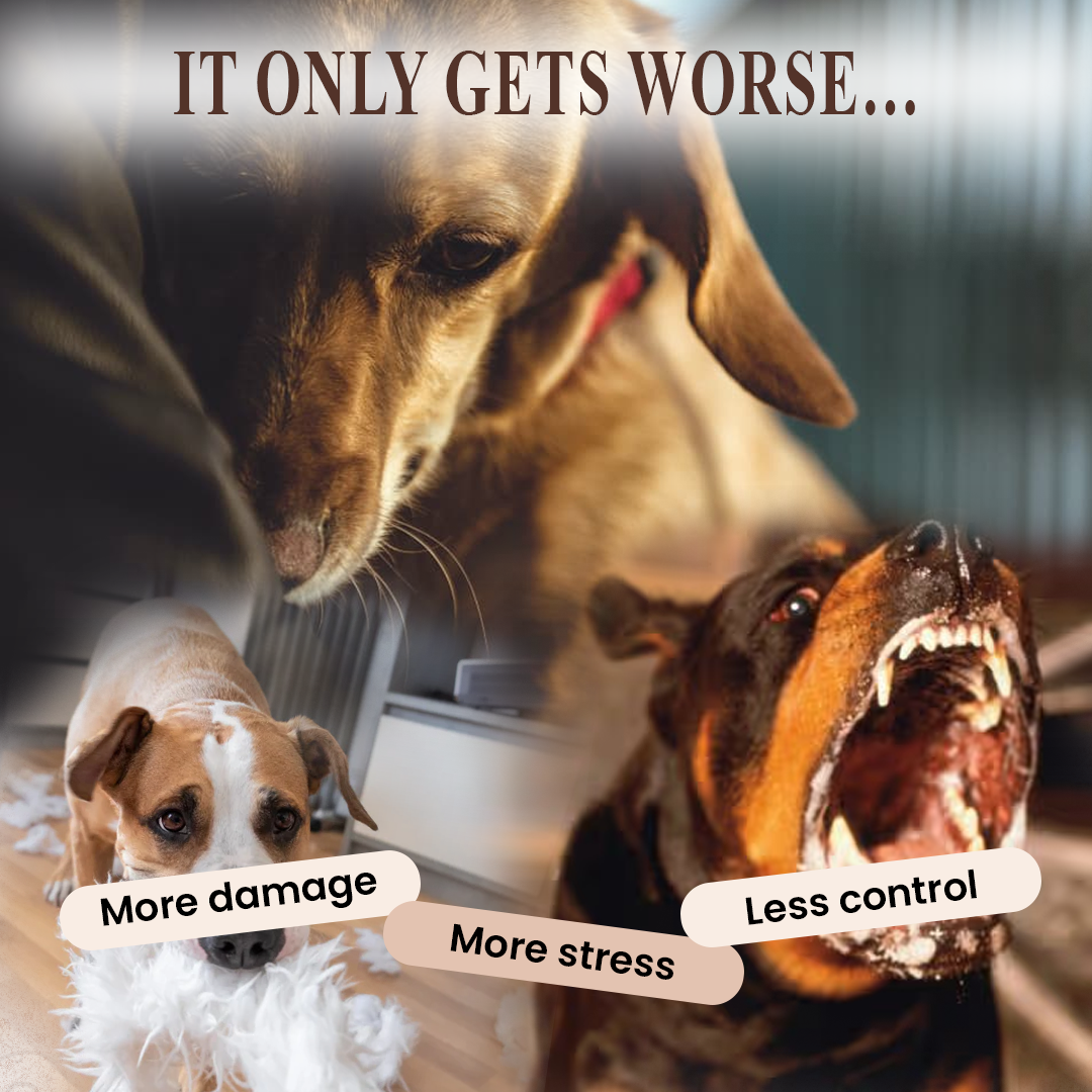 Dog Anxiety Relief System